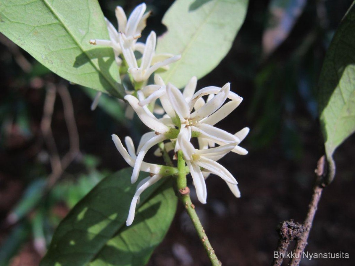 Chionanthus albidiflorus Thwaites